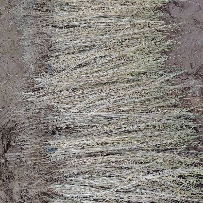 供应梭梭苗一年生梭梭树苗苗圃销售质优价廉