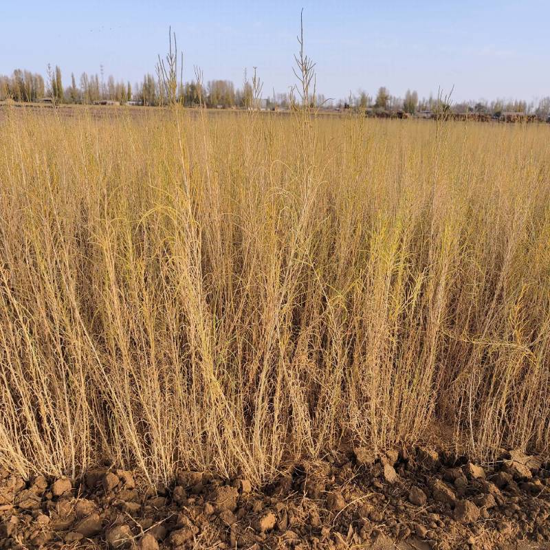 供应梭梭苗一年生梭梭树苗苗圃销售质优价廉