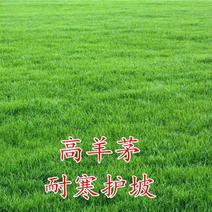 蓝标高羊茅草坪草籽进口耐寒耐践踏庭院护坡绿化草皮四季常青