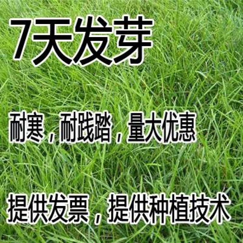 蓝标高羊茅草坪草籽进口耐寒耐践踏庭院护坡绿化草皮四季常青