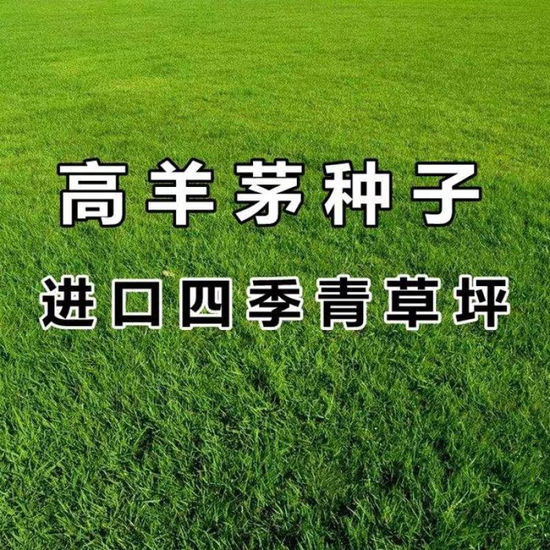 蓝标高羊茅草坪草籽进口耐寒耐践踏庭院护坡绿化草皮四季常青