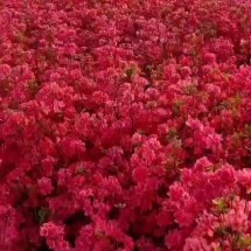 映山红杜鹃基地批发一手货源批发