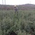 映山红杜鹃基地批发一手货源批发