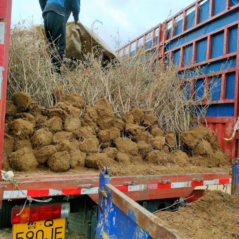 映山红杜鹃基地批发一手货源批发