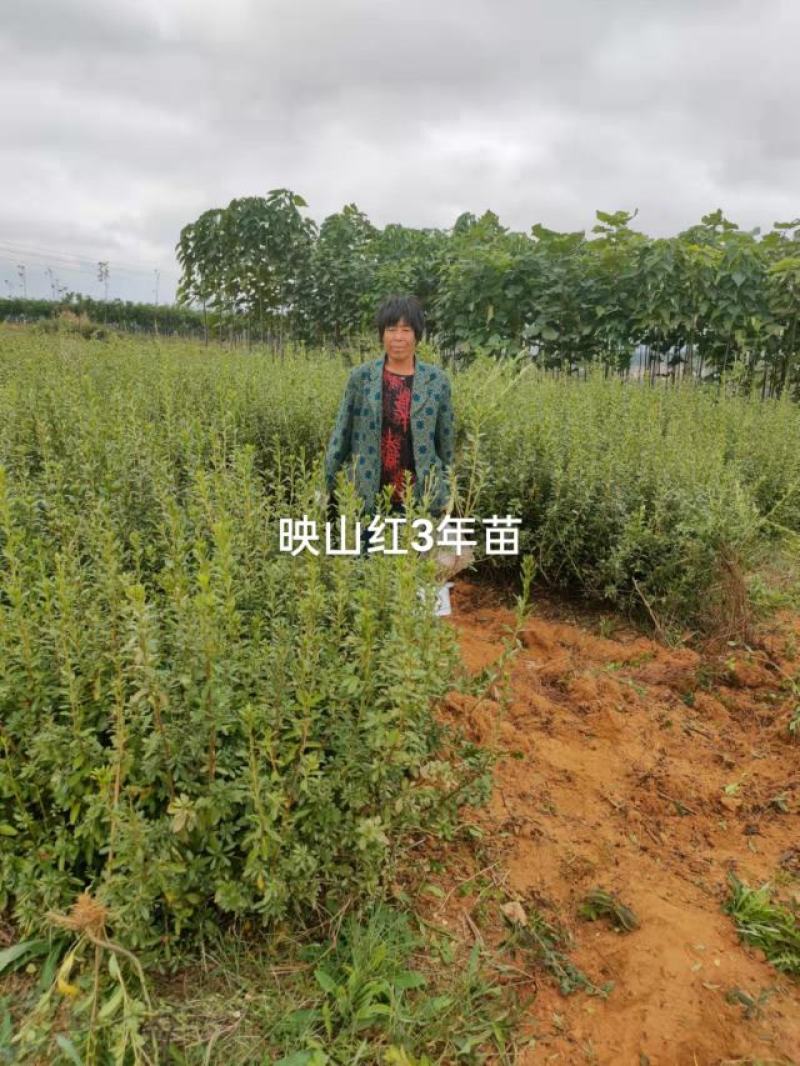 映山红杜鹃基地批发一手货源批发