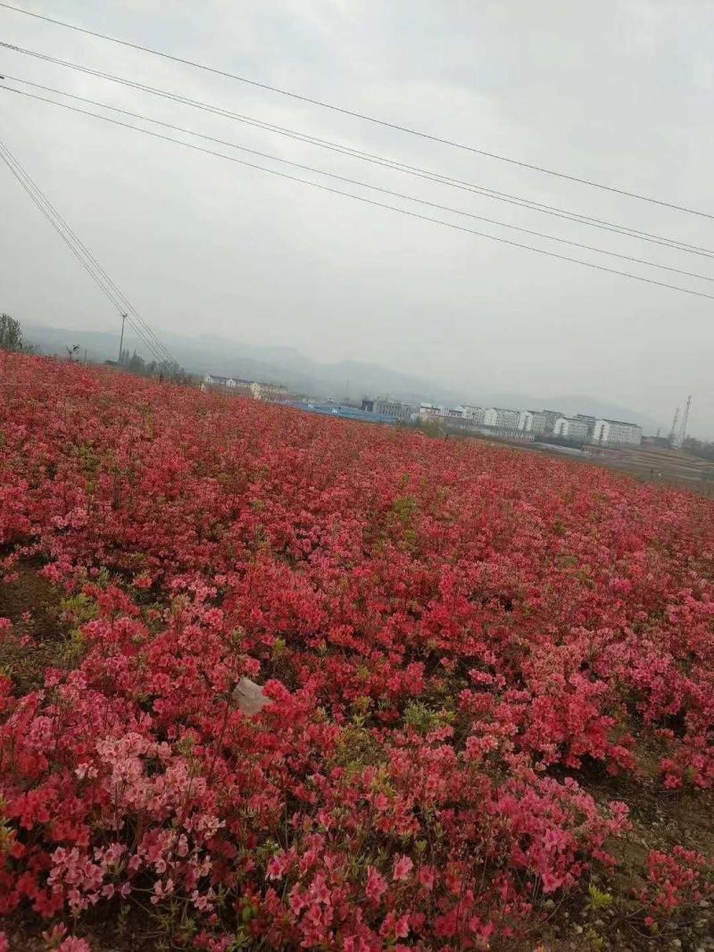 映山红杜鹃基地批发一手货源批发