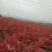 映山红杜鹃基地批发一手货源批发