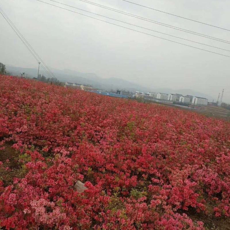 映山红杜鹃基地批发一手货源批发