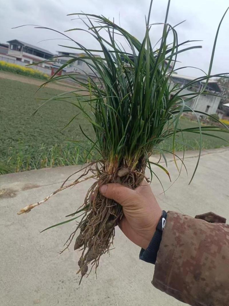 四川绵阳【细叶麦冬草】品种纯正提供技术产地直发