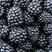 黑树莓苗双季黑树莓双季黑树莓苗当年挂果苗