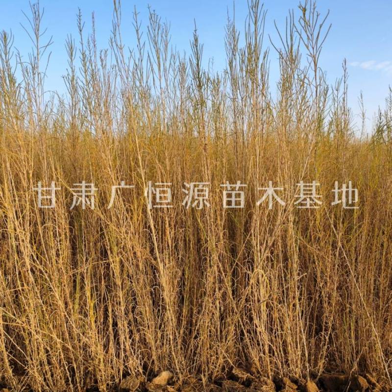 供应梭梭苗一年生梭梭苗子苗圃销售手续齐全质优价廉
