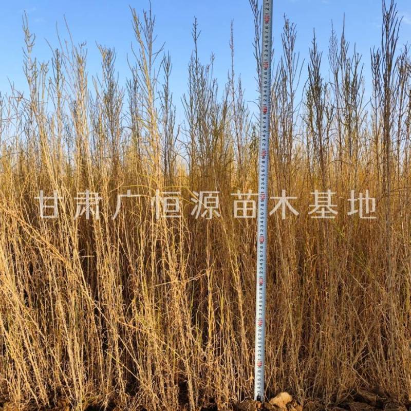 供应梭梭苗一年生梭梭苗子苗圃销售手续齐全质优价廉