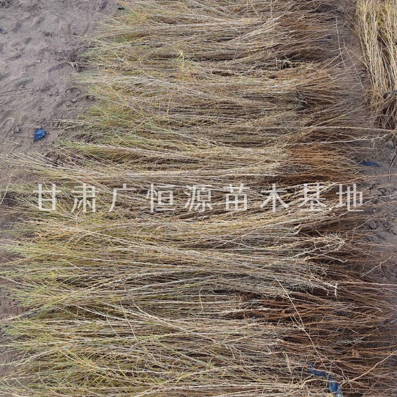 供应梭梭苗一年生梭梭苗子苗圃销售手续齐全质优价廉