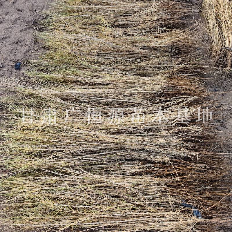 供应梭梭苗一年生梭梭苗子苗圃销售手续齐全质优价廉