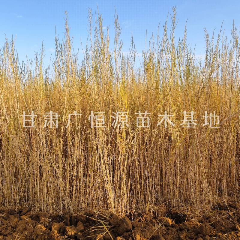 供应梭梭苗一年生梭梭苗子苗圃销售手续齐全质优价廉