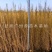 供应梭梭苗一年生梭梭苗子苗圃销售手续齐全质优价廉