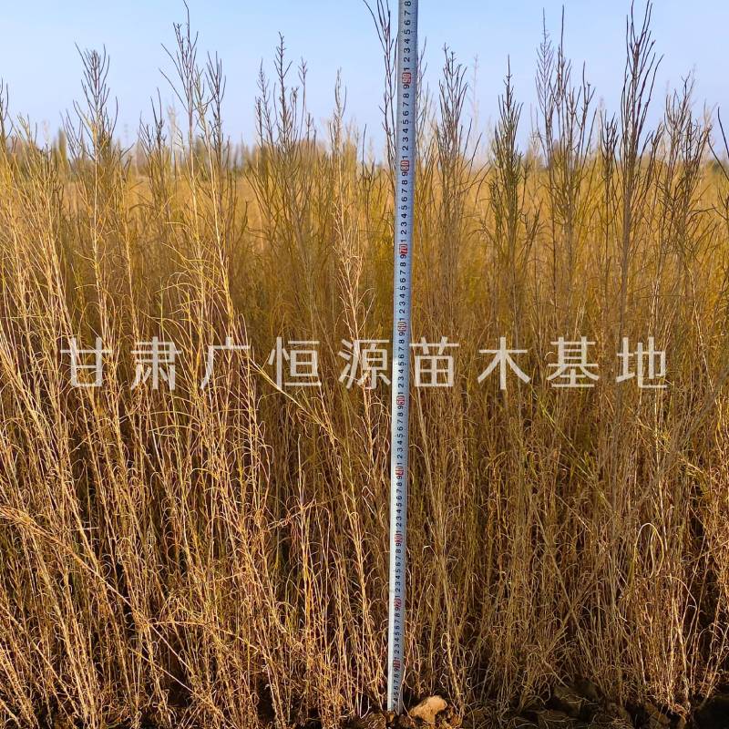 供应梭梭苗一年生梭梭苗子苗圃销售手续齐全质优价廉