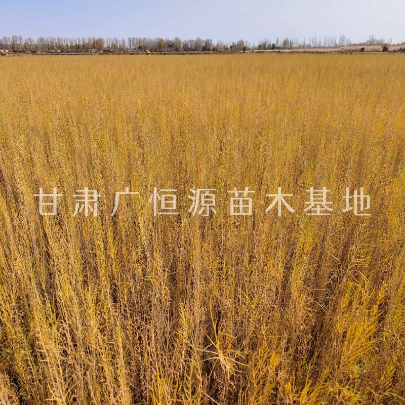 供应梭梭苗一年生梭梭苗子苗圃销售手续齐全质优价廉