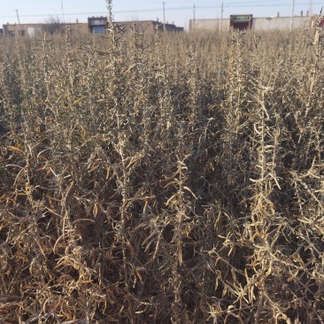 供应四翅滨藜一年生四翅滨藜树苗苗圃销售质优价廉