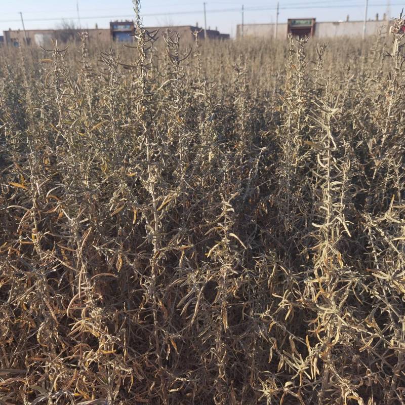 供应四翅滨藜一年生四翅滨藜树苗苗圃销售质优价廉