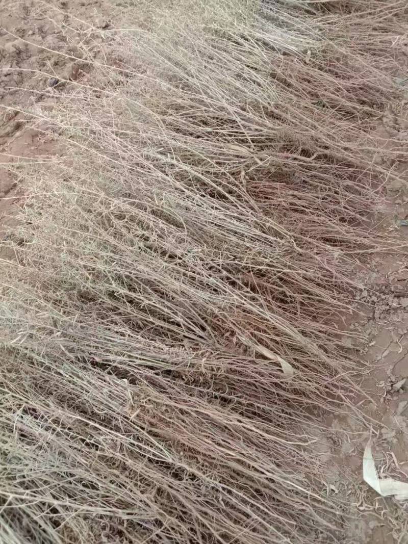 供应四翅滨藜一年生四翅滨藜树苗苗圃销售质优价廉