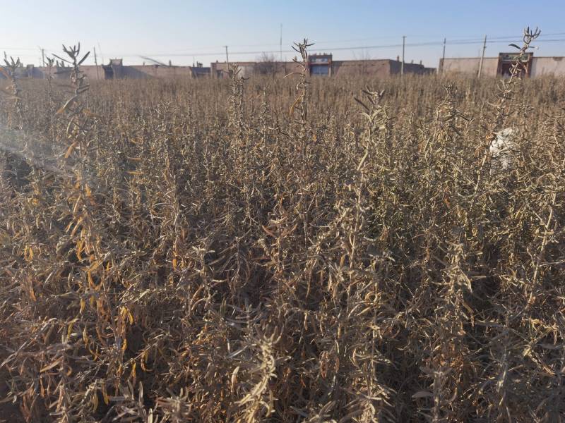 供应四翅滨藜一年生四翅滨藜树苗苗圃销售质优价廉