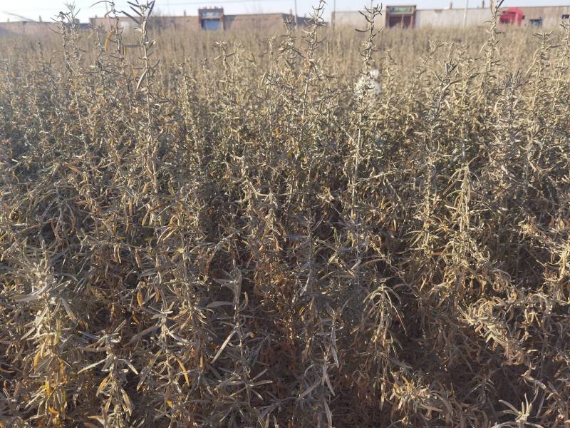 供应四翅滨藜一年生四翅滨藜树苗苗圃销售质优价廉