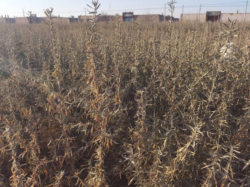 供应四翅滨藜一年生四翅滨藜树苗苗圃销售质优价廉