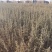 供应四翅滨藜一年生四翅滨藜树苗苗圃销售质优价廉