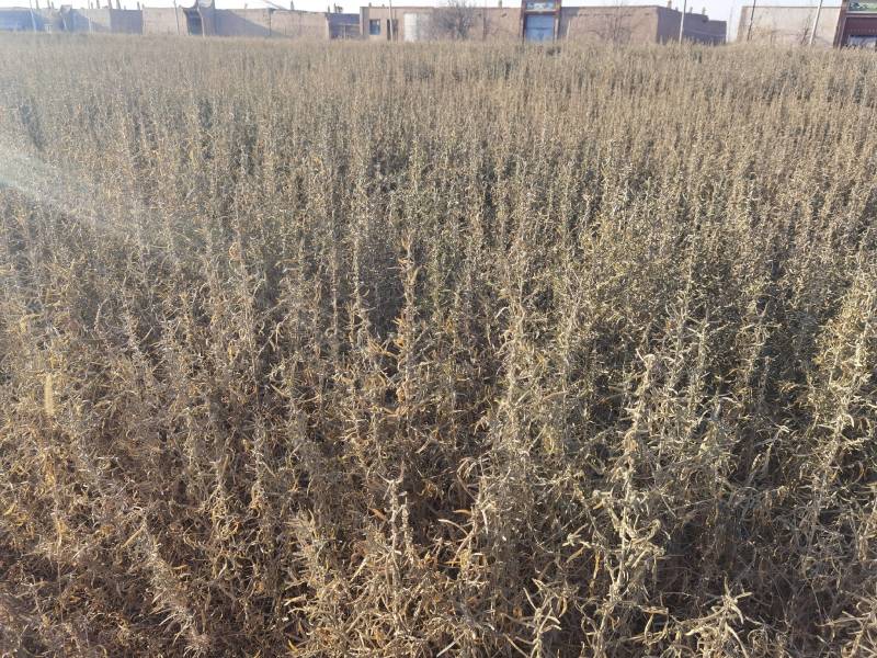 供应四翅滨藜一年生四翅滨藜树苗苗圃销售质优价廉