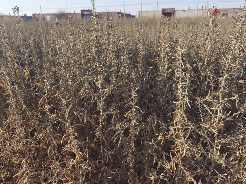供应四翅滨藜一年生四翅滨藜树苗苗圃销售质优价廉