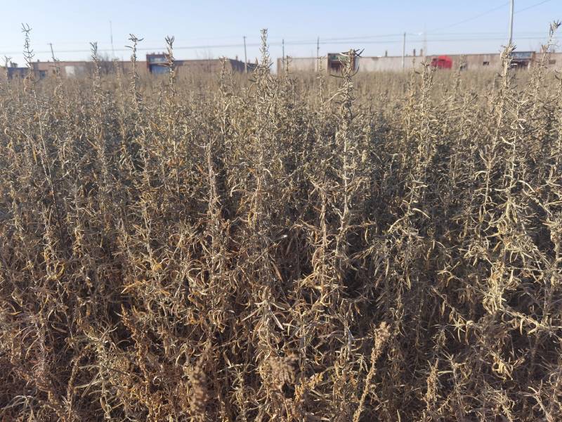 供应四翅滨藜一年生四翅滨藜树苗苗圃销售质优价廉