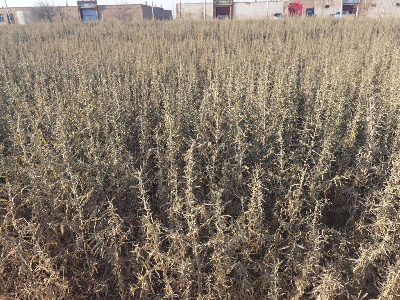 供应四翅滨藜一年生四翅滨藜树苗苗圃销售质优价廉