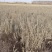 供应四翅滨藜一年生四翅滨藜树苗苗圃销售质优价廉