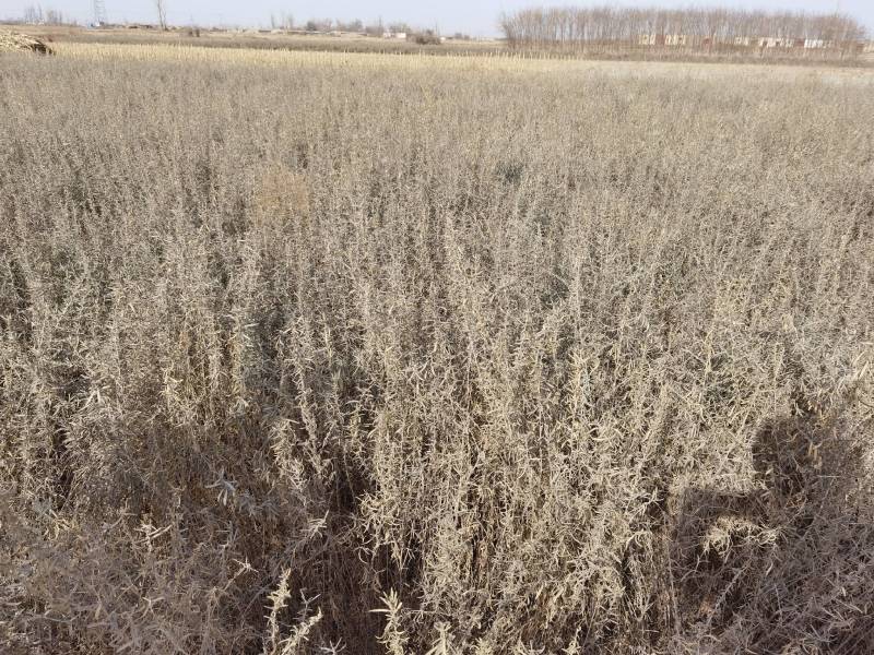供应四翅滨藜一年生四翅滨藜树苗苗圃销售质优价廉