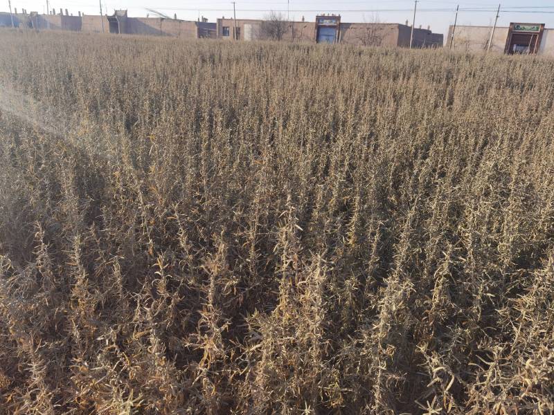 供应四翅滨藜一年生四翅滨藜树苗苗圃销售质优价廉