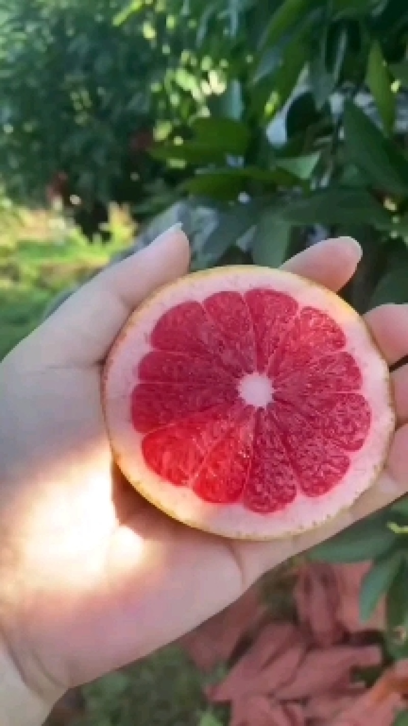 红西柚，三红葡萄柚，红皮红肉西柚大量现货供应一手货源