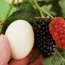 黑莓苗双季黑莓美国特大果黑莓苗组培脱毒苗南北方种植