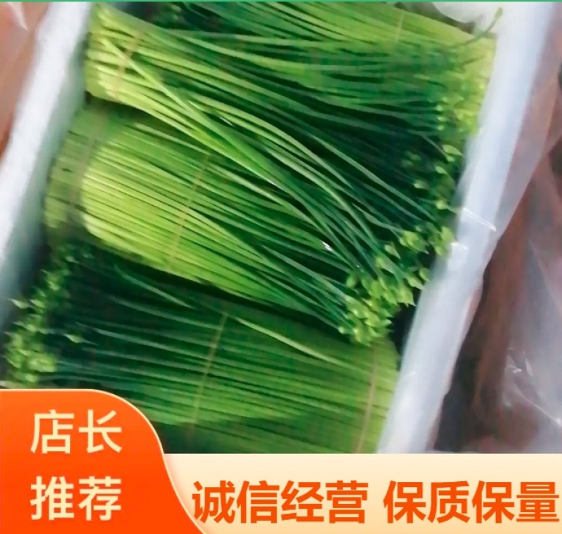 韭菜花质量保证货源充足一年四季均可供货欢迎实地考察