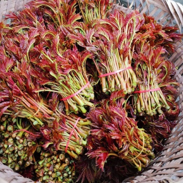 大竹红油香椿芽
