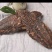 新疆于田肉苁蓉干货