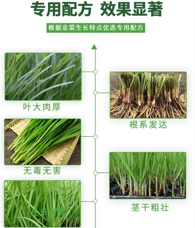韭菜粗壮黑又亮韭菜叶面肥叶片浓绿肥厚预防黄叶干尖