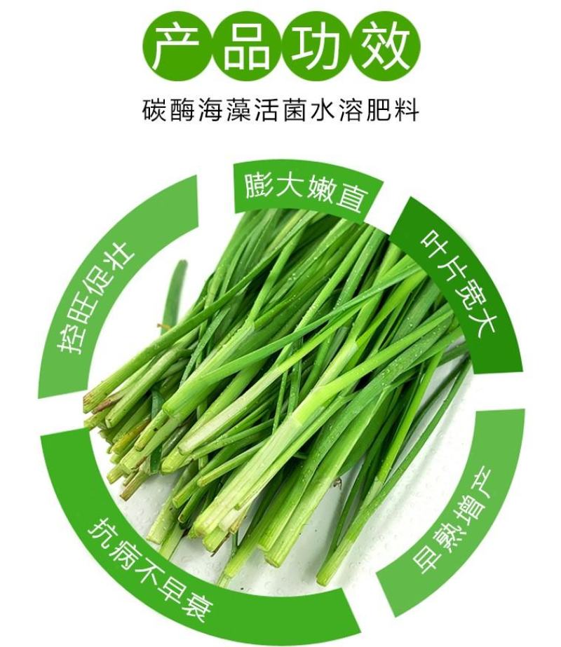 韭菜粗壮黑又亮韭菜叶面肥叶片浓绿肥厚预防黄叶干尖