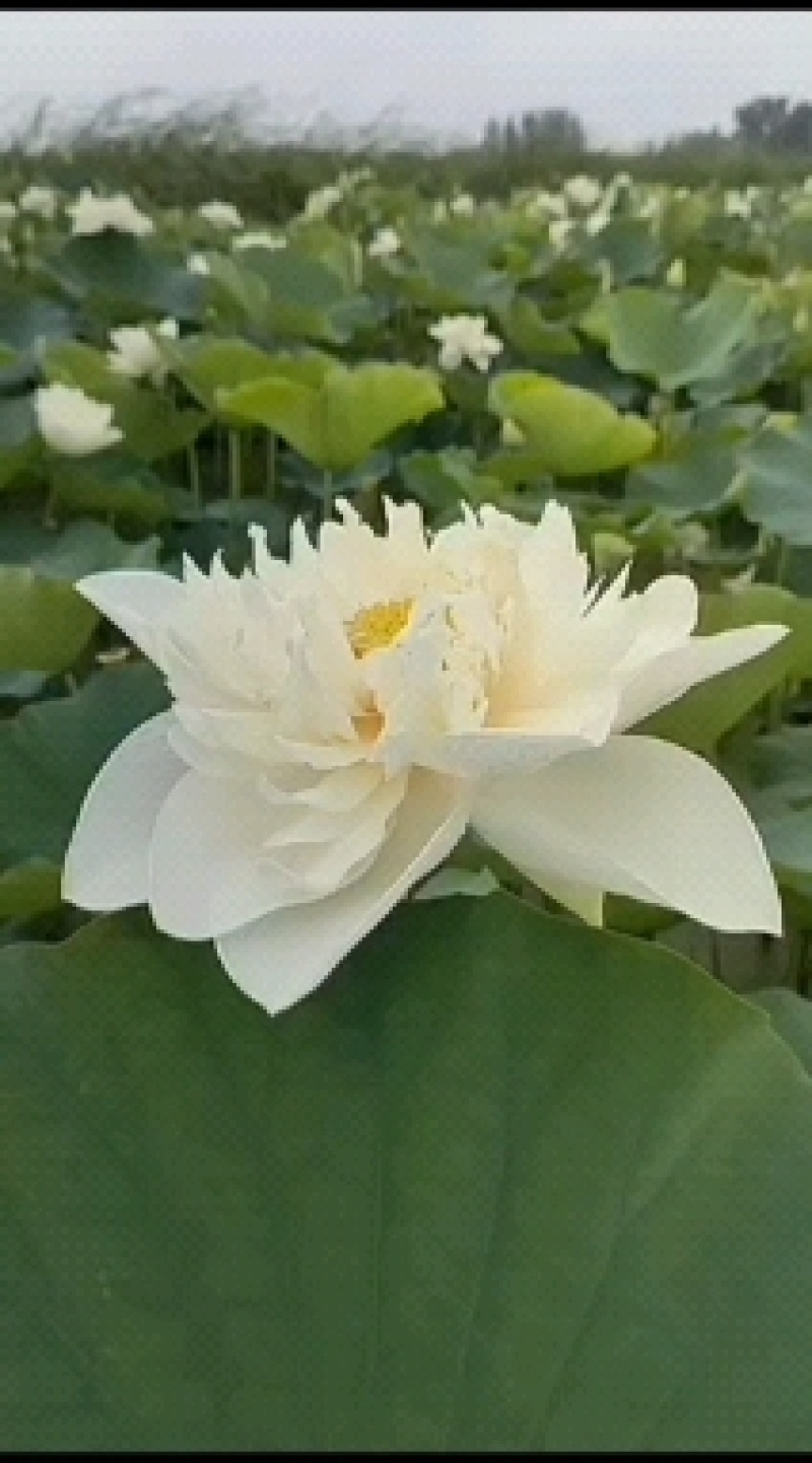 荷花，公司种植销售芦苇，睡莲，荷花，欢迎光临