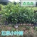 正宗榕树苗小叶榕树苗常绿细叶榕小苗优选四季成活高批发直销