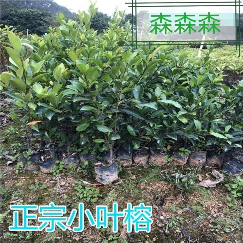 正宗榕树苗小叶榕树苗常绿细叶榕小苗优选四季成活高批发直销
