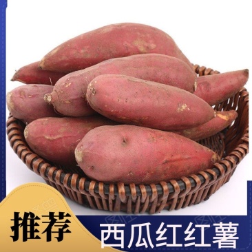 开封西瓜红红薯大量上市产地直发一手货源欢迎新老客户采购