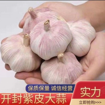 河南开封通许紫皮大蒜大量上市，产地直发，代发全国