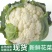 【松花菜】开封通许花菜产地发货品质保障新鲜采摘来电优惠