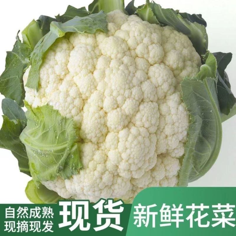 【松花菜】开封通许花菜产地发货品质保障新鲜采摘来电优惠